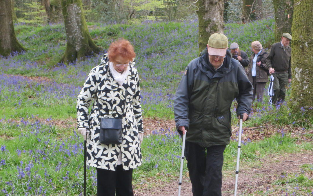A wonderful walk amongst the bluebells and a delicious cream tea at the Honey Farm